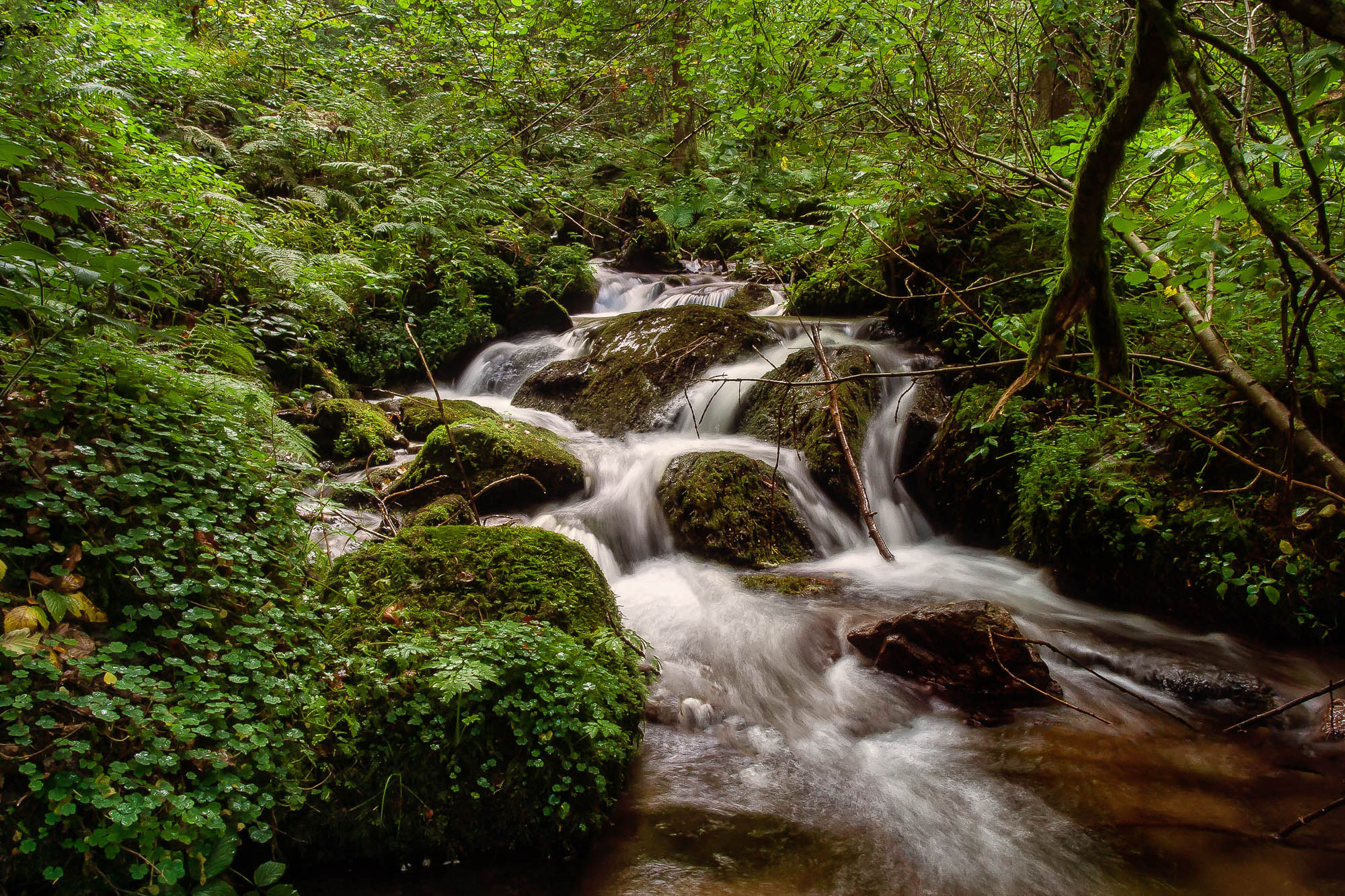 Mountain Stream in the  Black Forest - Germany